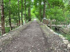 -合肥滨湖国家森林公园