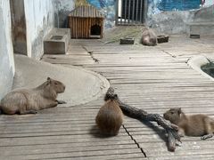 -石家庄市动物园