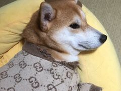 -逗柴咖啡屋·狗咖猫咖宠物桌游