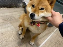-柴迷FANS CLUB·柴犬狗咖·猫咖