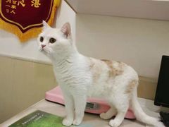 -佳怡动物医院·平价24小时·猫专科骨外科