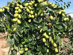 -东财大盘鸡(黑石礁店)