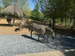 -北京野生动物园