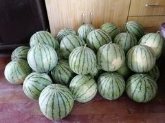 -胜丰草莓采摘园