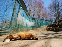 -宫城藏王狐狸村