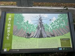 -天目山大树王景区