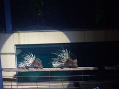 -清迈夜间动物园