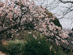 -香雪海