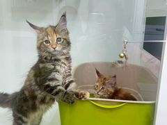 -青奢宠物·青奢猫舍