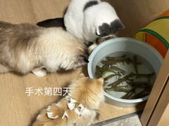 -良伴无忧宠物医院(泰欣嘉园店)