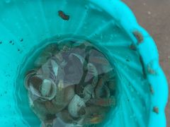 -万尾金滩