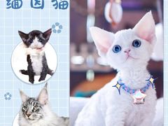 -十年猫舍·猫咪专门店(普陀店)