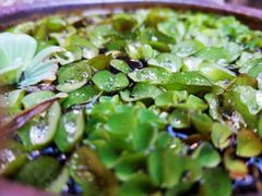 -肴约·花园式餐厅(湖里店)