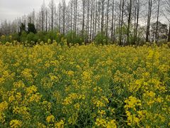 -前小桔亲子创意农场·草莓采摘·露营烧烤