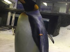 -悉尼海洋生物水族馆