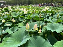 -莲花池公园