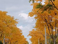 -顾村公园