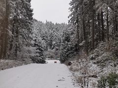 -武陵山森林公园