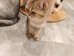 -楼上猫咖(罗湖店)