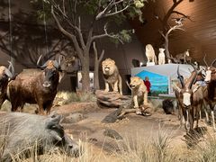 -贝林大翅鲸简餐厅(国家海洋博物馆店)