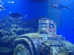 -海合安武汉极地海洋公园