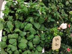 -双季花艺园艺市场(浦东店)