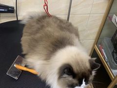 -安安宠医·安宠宠物医院