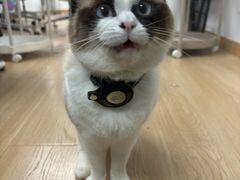 -稻荷日麻社