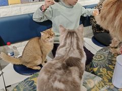 -平行世界·猫咖(首经贸店)