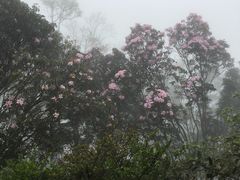 -梧桐山风景名胜区