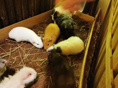 -藦茜花园宠物主题亲子互动体验馆(国顺东路店)