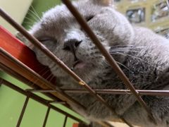 -猫亿天猫咖