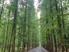 -东平国家森林公园