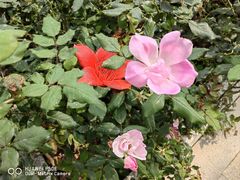 -人民公园(罗湖区)