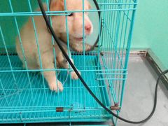 -顺强宠物诊所·狂犬免疫·夜诊·骨科(嘉定店)