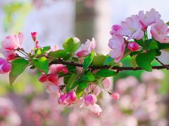 -海棠花溪(元大都城垣遗址公园)