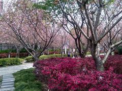 -高东镇樱花园