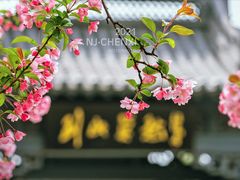 -莫愁湖公园