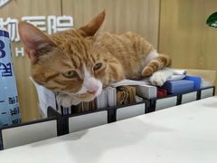 -北京恒爱动物医院(清景园分院)