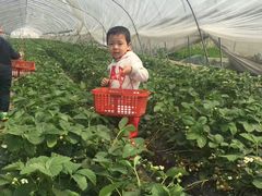 -青浦采草莓天天草莓园