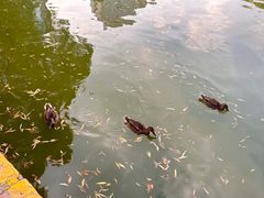 -团结湖公园