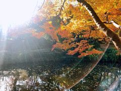 -秋霞圃