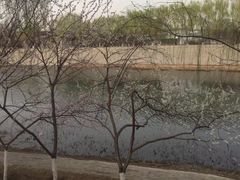 -桃花堤公园