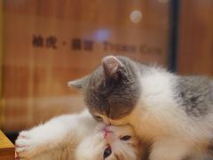 -袖虎·猫馆(体育西路店)