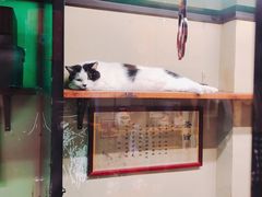 -猫咪博物馆(顶澳仔猫街店)