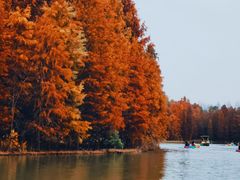 -上海海湾国家森林公园