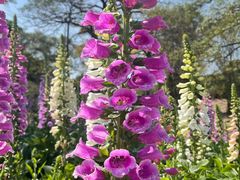 -松山湖梦幻百花洲