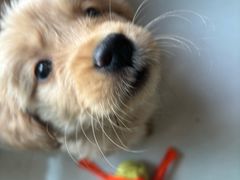 -米苏动物医院·犬猫专科·骨科外科内窥镜