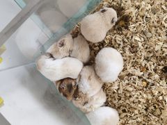 -怪兽屋·羊驼·猫咖·狗咖(俊华广场店)