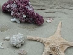 -必胜客(WOW西丽店)